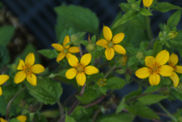 Chrysogonum virginianum bestellen